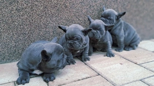 Bulldog francez baieti si fetite  - imagine 2