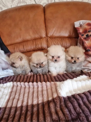 Pomeranian Toy  - imagine 2