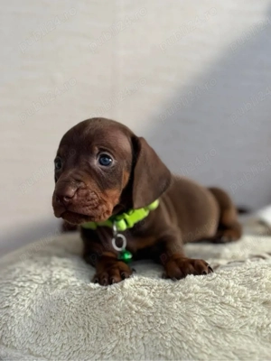 Tekkel Chioko si harlekin  - imagine 3