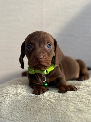 Tekkel Chioko si harlekin 