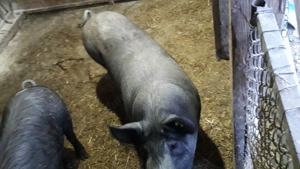 Vand 4 scroafe si un vier - imagine 2