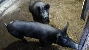 Vand 4 scroafe si un vier