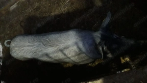 Vand 4 scroafe si un vier