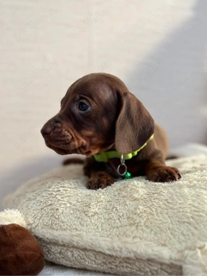 Tekkel Chioko si harlekin  - imagine 2