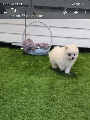 pomeranian 