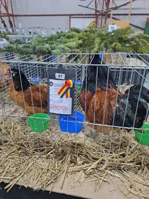 vand ouă din rasa Vorverk 