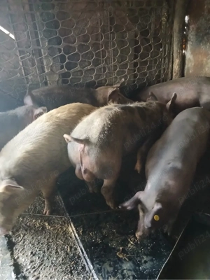 De vanzare vier petrean   - imagine 2