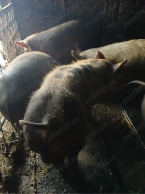 De vanzare vier petrean  