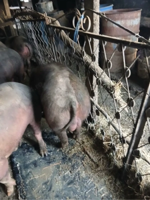 De vanzare vier petrean   - imagine 3