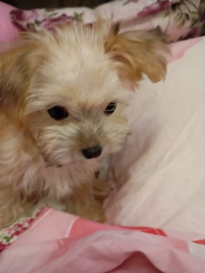 Vand catel crem-auriu