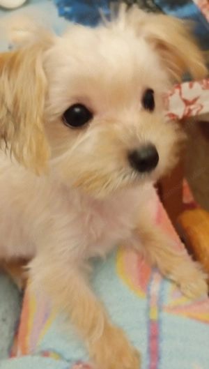 Vand catel crem-auriu - imagine 3