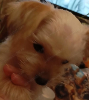 Vand catel crem-auriu - imagine 2