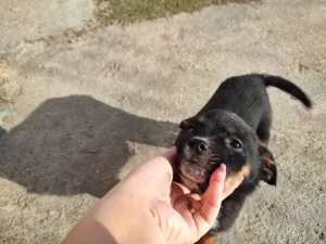 Donez catelusi jucausi - imagine 5