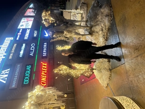 Angajez menajera interna pentru activități casnice - imagine 3