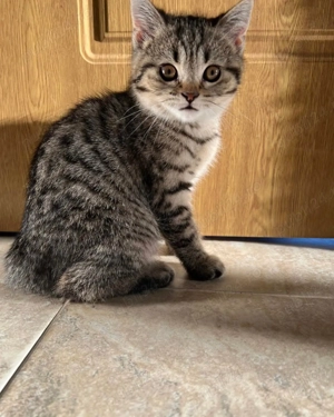 british shorthair brown - imagine 2