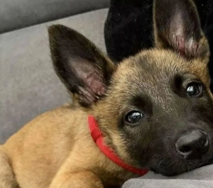 Ciobanesc belgian malinois 500 lei - imagine 3