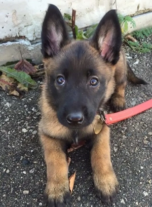 Ciobanesc belgian malinois 500 lei