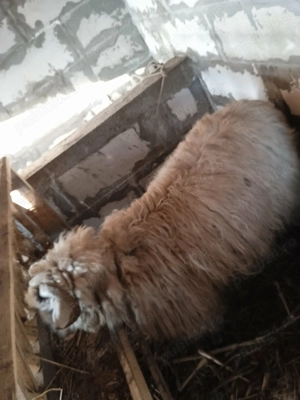 De vînzare  - imagine 2