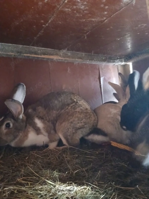 iepuri de casa - imagine 2