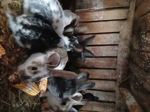 iepuri de casa - imagine 4