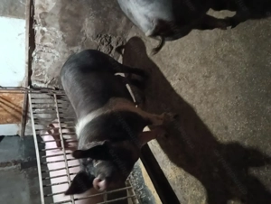 Vand porc bazna + duroc  - imagine 2