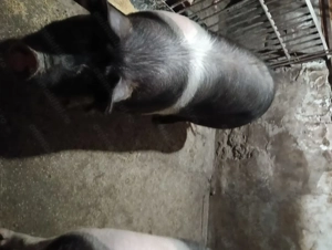 Vand porc bazna + duroc  - imagine 3