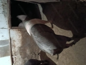 Vand porc bazna + duroc  - imagine 5