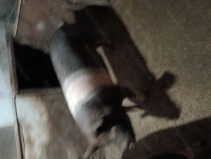 Vand porc bazna + duroc  - imagine 4