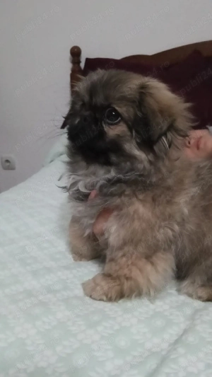 fetiță plus părinții  - imagine 2