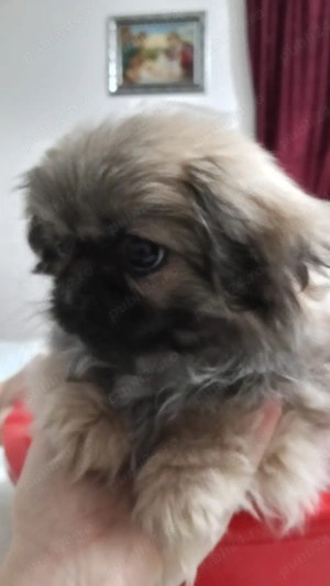 fetiță plus părinții  - imagine 3