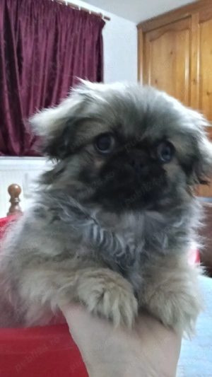 fetiță plus părinții  - imagine 4