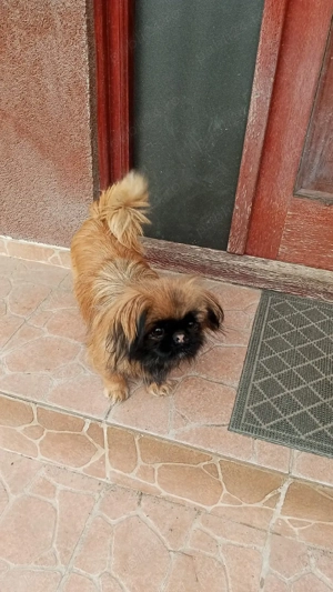 fetiță plus părinții  - imagine 5