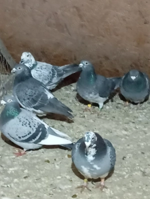 Porumbei voiajori sport.