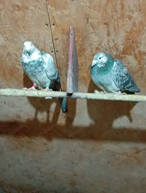 Porumbei voiajori sport. - imagine 4