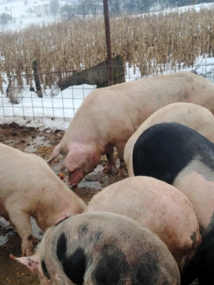 Vând porci - imagine 3