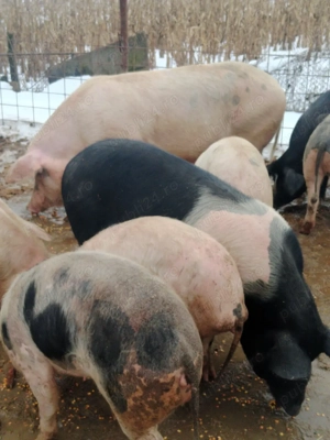 Vând porci - imagine 2