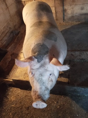 vand scroafa petrean belgian - imagine 5