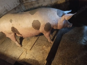 vand scroafa petrean belgian - imagine 4