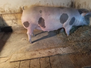 vand scroafa petrean belgian - imagine 2