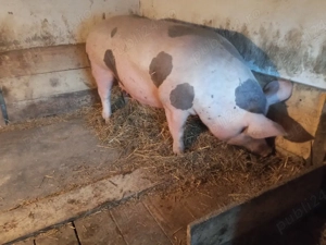 vand scroafa petrean belgian - imagine 3