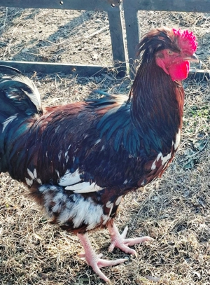 Cocosi rasa Sussex din Mai 2025