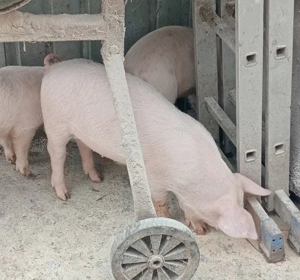 Grăsuni de vânzare 