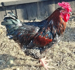 Cocosi rasa Sussex din Mai 2025 - imagine 2