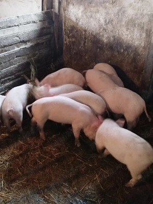 Purcei 9 săptămâni  - imagine 2