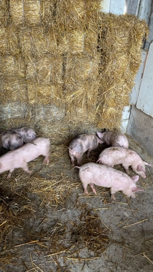 Purcei pietrain cu marele alb  - imagine 3