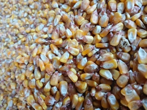 Porumb boabe si stiulet 