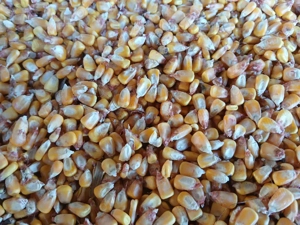 Porumb boabe si stiulet  - imagine 2