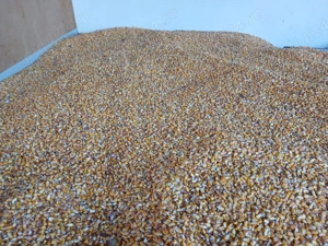 Porumb boabe si stiulet  - imagine 3