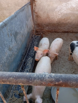 De vânzare purcei - imagine 3