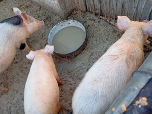 De vânzare purcei - imagine 2